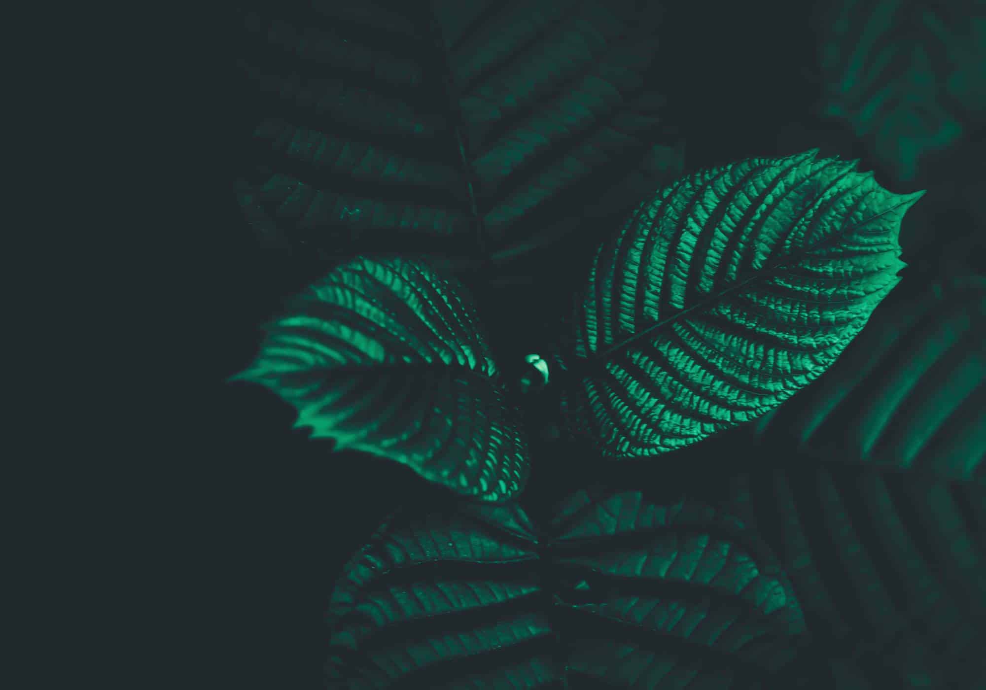 Outpatient Kratom Detox in Atlanta, GA